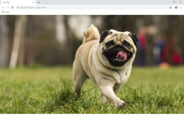 Pugs Wallpapers and New Tab