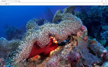 Underwater Ocean Pics & New Tab