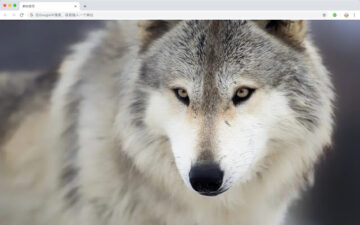 Wolf HD New Tabs Popular Animals Themes
