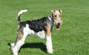 Fox Terrier Themes & New Tab