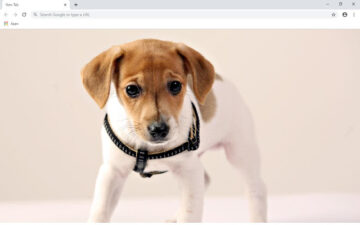 Jack Russel Terrier Wallpapers and New Tab