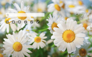 Chamomile Flowers HD Wallpapers New Tab