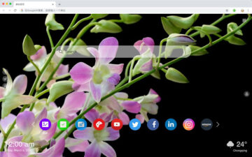 Orchid HD New Tabs Popular Flowers Themes