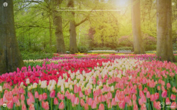 Spring Flowers HD Wallpapers New Tab Theme