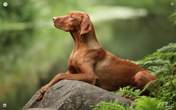 My Pointer Dog HD Wallpapers New Tab Theme