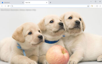 Labrador Retriever HD Dog & Puppy Wallpapers
