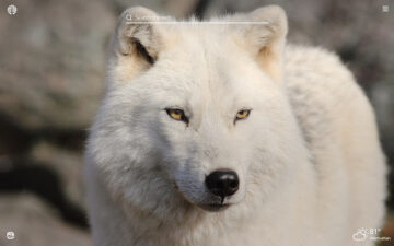 Arctic Wolf HD Wallpapers New Tab Theme