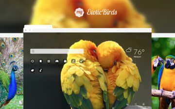 My Exotic Birds HD Wallpapers New Tab Theme