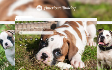My American Bulldog HD Wallpapers New Tab