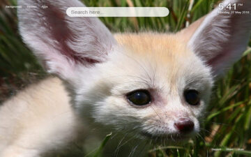 Fennec Fox HD Wallpapers&Themes