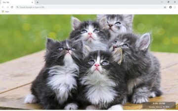 Cats New Tab & Wallpapers Collection