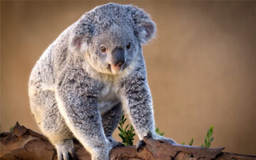 Koala Themes & New Tab