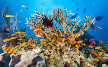 Australia Great Barrier Reef Themes & New Tab
