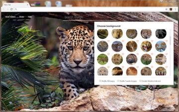 Leopard Wallpaper HD Wildcats Leopards NewTab