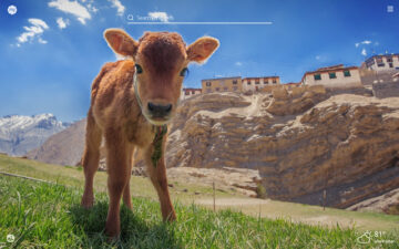 My Baby Cows HD Wallpapers New Tab Theme