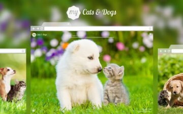 My Cats & Dogs Cute Cat Dog Kitten Wallpapers