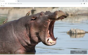 Hippo New Tab & Wallpapers Collection