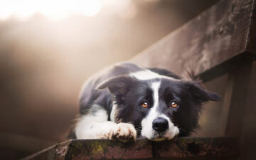 Border Collie Themes & New Tab