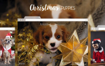 Christmas Puppies - Dog & Puppy HD Wallpapers