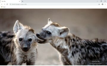 Hyena New Tab & Wallpapers Collection