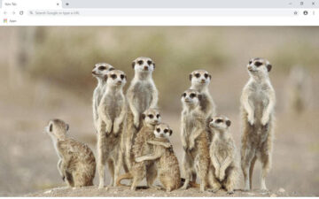 Meerkat Wallpapers and New Tab