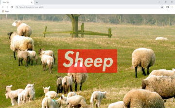 Sheep Wallpapers and New Tab