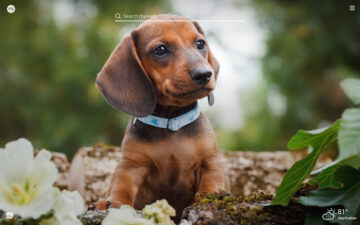 My Dachshund HD Wallpaper New Tab Theme