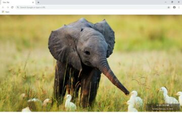 Elephant New Tab & Wallpapers Collection