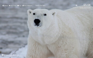 Polar Bears Wallpaper HD New Tab Theme©