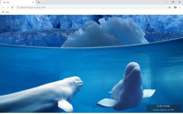 Beluga Whale New Tab & Wallpapers Collection