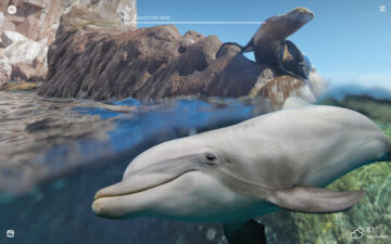 My Sea Animals HD Wallpapers New Tab Theme