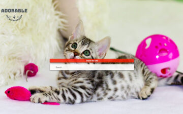 Adorable Cat Custom Backgrounds