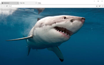 Sharks HD Wallpapers Shark New Tab Theme