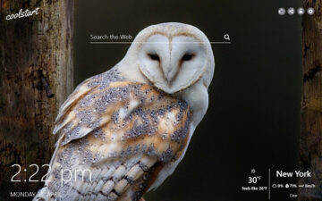 Owls HD Wallpapers Birds New Tab Theme