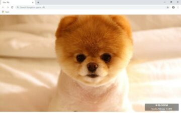Dogs New Tab & Wallpapers Collection
