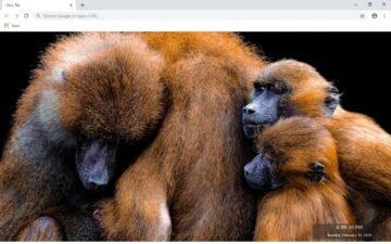 Baboon New Tab & Wallpapers Collection