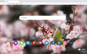 Cherry Blossom New Tab Page Top Wallpapers