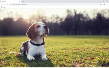 Beagle Wallpapers and New Tab