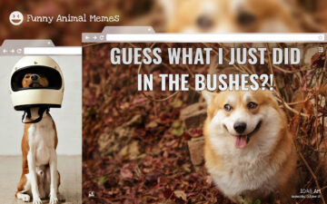 Funny Animal Memes HD Wallpapers New Tab