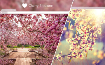 Cherry Blossom HD Wallpapers New Tab Theme