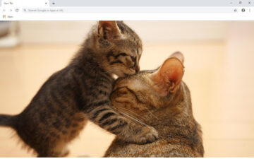 Cute Cats & Kittens Full HD New Tab