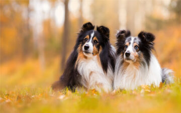 Shetland Sheepdog Themes & New Tab