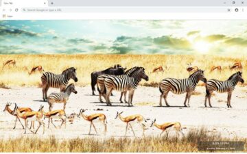 Zebra New Tab & Wallpapers Collection