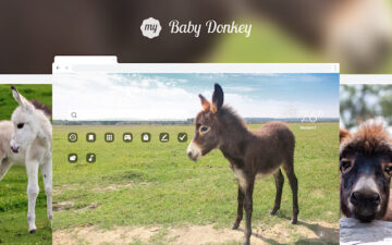 My Baby Donkey HD Wallpapers New Tab