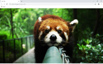 Red Panda Wallpapers and New Tab