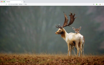 Elk New Tab Animals HD Wallpapers Themes