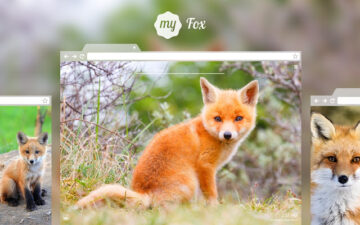 My Fox - Cute Foxes HD Wallpapers